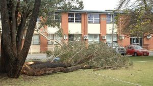 Fallen tree branch at Cedar College after the storm that caused a spinal cord injury